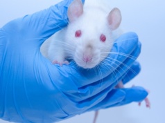 Szczury zaczęły sięgać po konopie. Kluczowy okazał się znany nam stan