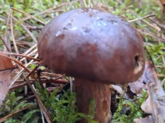 Na grzyby z łopatą…