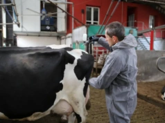 BVD w oborze: każdy hodowca krów zna tą chorobę, ale czy potrafimy sobie z nią radzić?