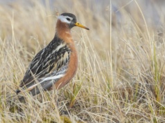 Zlatują do nas na zimę, nie boją się ludzi. W wodzie są jak korki