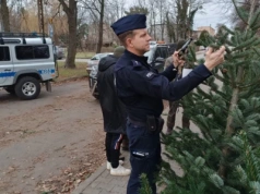 Choinka tylko z legalnego źródła. Policja zapowiada kontrole przed świętami