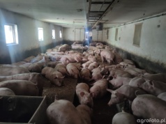 Ceny świń 2025. Polska coraz dalej od Niemiec