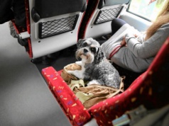 O psach, co podróżują koleją i autokarami. Jakie są zasady przewozu pupili? Ile to kosztuje?
