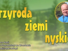 Przyroda ziemi nyskiej: Majestatyczny władca pól