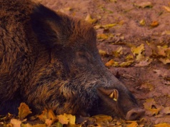 Kolejne dziki z ASF w powiecie piotrkowskim. Nadal wyjaśniane są okoliczności związane z przypadkiem „zero”