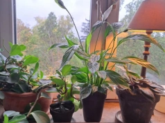 Włóż to do doniczki, a skrzydłokwiat „wystrzeli” nowymi liśćmi i pąkami. Działa nawet zimą