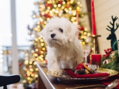 Wolą święta z psem, niż z rodziną? Ich postawa budzi wiele emocji