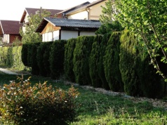 Chcesz żywopłotu, który będzie bił sąsiada po oczach? Zapomnij o tui i posadź tego iglaka