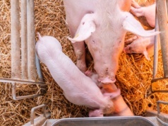 Hodowla świń pod ścianą. Rynek się załamuje - ostrzega Janusz Piechociński