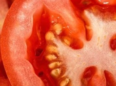 Nowy rodzaj paliwa lotniczego. Z pomidorowych odpadów