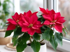 Jak podlewać gwiazdę betlejemską i dbać o nią w grudniu?