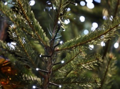 Choinka prosto z lasu za grosze? Ceny z nadleśnictw mogą zaskoczyć