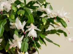 Grudnik marnieje. Jak uratować kaktus bożonarodzeniowy?