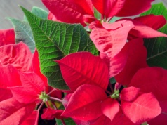 Co zrobić, żeby gwiazda betlejemska zakwitła? Nie wystarczy tylko podlewać