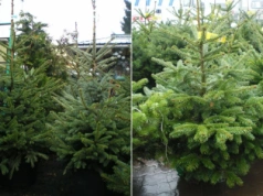 Jak dbać o choinkę, żeby nie zgubiła igieł? Proste zasady