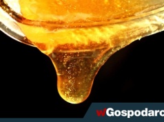 Popularny miód zniknie ze sklepów