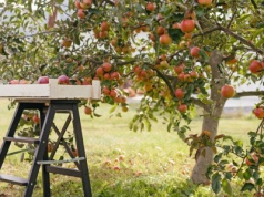 Polska żywność bije rekordy. To nasz towar eksportowy