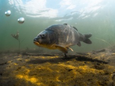 Nie tak polski jak się wydaje. Zgadniesz skąd "przypłynął"? Zanim trafił na stół, przebył długą drogę