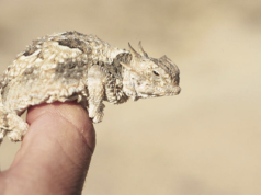 Ol’ Rip. Niezwykła historia jaszczurki zamurowanej na trzy dekady