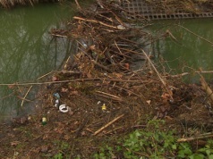 Awantura o bobry na Wilanowie. Zbudowały tamę m.in. ze śmieci