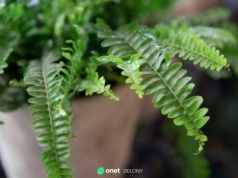 Jak pomóc paprotce w sezonie grzewczym? Ta domowa odżywka działa cuda