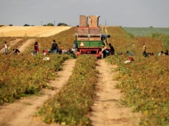Coś bardzo niedobrego dzieje się z żywnością. Niebezpieczne dla zdrowia zmiany w uprawach