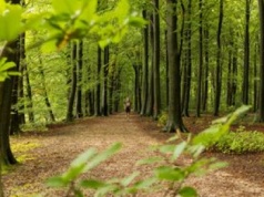 Cichy kryzys w lasach. Polscy naukowcy ujawniają skalę problemu