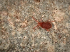 Rozkruszek mączny w przechowywanych nasionach - groźny szkodnik magazynowy