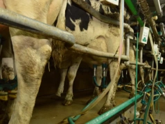 GUS: ceny mleka coraz niższe! Już w trzech województwach poniżej 2 zł/l.