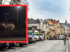 Zobaczyli niezwykłe zwierzę na rondzie w Wejherowie. Od razu chwycili za telefon. "Ale cudo"