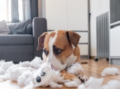 Oto przyczyna kłopotliwego zachowania psa. Zmień jeden nawyk