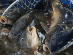 Tak poznasz polskiego karpia. Decydujący jeden szczegół