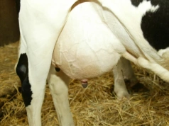 Mniej antybiotyków, więcej mleka? Sprawdź, jak działa leczenie selektywne