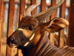 Z Niemiec przywieźli go. To Matayo, wschodni bongo