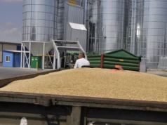 Jakie są ceny zbóż przed Świętami? Pszenica hamuje, rzepak ostro w dół