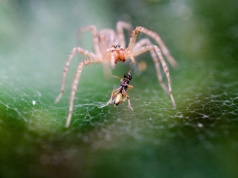 Okazuje się, że KSeF będzie świetnym sposobem wykrywania fikcyjnego samozatrudnienia