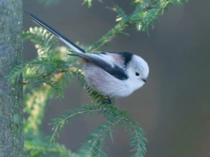 Jest maleńki i tworzy arcydzieła z piór. Oto Ptak Roku 2025