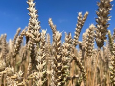 Kolejny tydzień spadku cen pszenicy na światowych giełdach