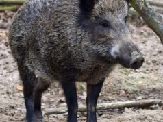 Coraz więcej dzików w Warszawie. Skutek rozbudowy miasta i łatwego dostępu do pożywienia