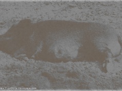 Gdzie jest Beata Dróżdż? Co z Centrum Integracji Dzików?