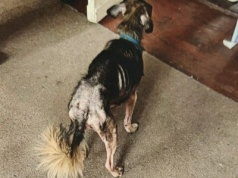 Za znęcanie się nad psem i kotem odpowiedzą przed sądem