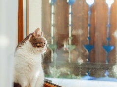 Na jak długo można zostawić kota w domu? Koniecznie sprawdź