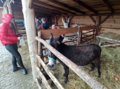 Żywa szopka w Sandomierzu