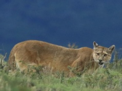 Kto rządzi w Ameryce Północnej? Drapieżniki zmieniają ekosystemy