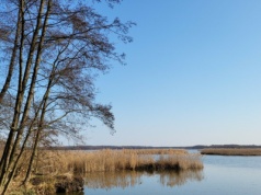 Żywy karp coraz trudniej dostępny. Sieci handlowe rezygnują z tradycji