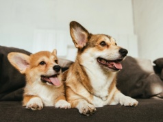 Nie karm zwierząt resztkami ze świątecznego stołu