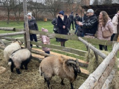 Będzie osiołek, owce, kozy i krowa – wraca żywa szopka u Bernardynów
