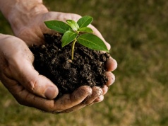 Innowacyjna metoda ochrony roślin przed bakteriami opatentowana przez polskich naukowców