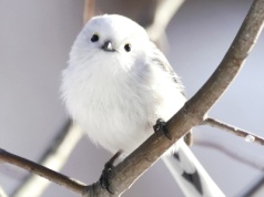 To Ptak Roku 2025 w Polsce. Internauci zdecydowali. Ten puszysty maluch wygląda jak z bajki