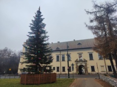 Choinka pod Oknem Papieskim już gotowa. Dziś uroczyste rozświetlenie